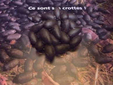 crottes
